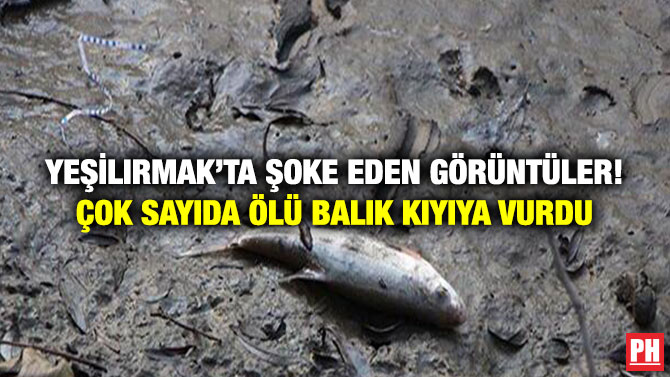 Yeşilırmak’ta Şoke Eden Görüntüler! Çok Sayıda Ölü Balık Kıyıya Vurdu