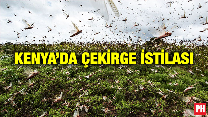 Kenya’da Çekirge İstilası