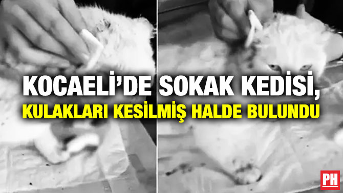 KOCAELİ’DE SOKAK KEDİSİ, KULAKLARI KESİLMİŞ HALDE BULUNDU