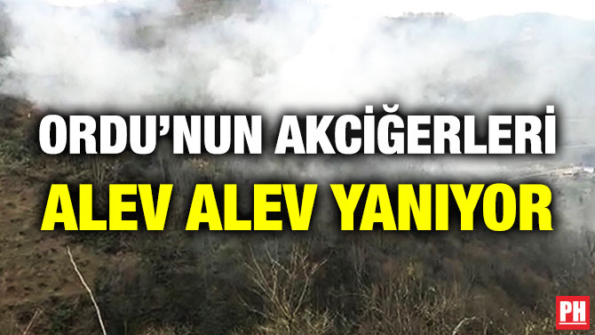 Ordu’nun Akciğerleri Alev Alev Yanıyor
