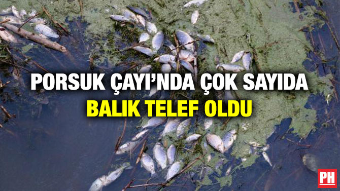 Porsuk Çayı’nda Çok Sayıda Balık Telef Oldu