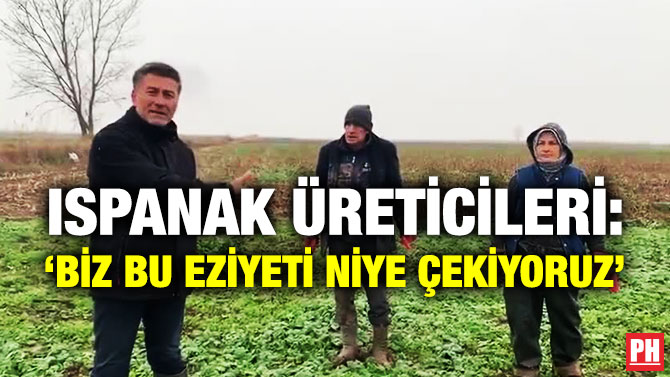 Ispanak Üreticileri: ‘Biz Bu Eziyeti Niye Çekiyoruz’