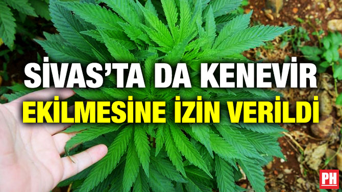 Sivas’ta da Kenevir Ekilmesine İzin Verildi