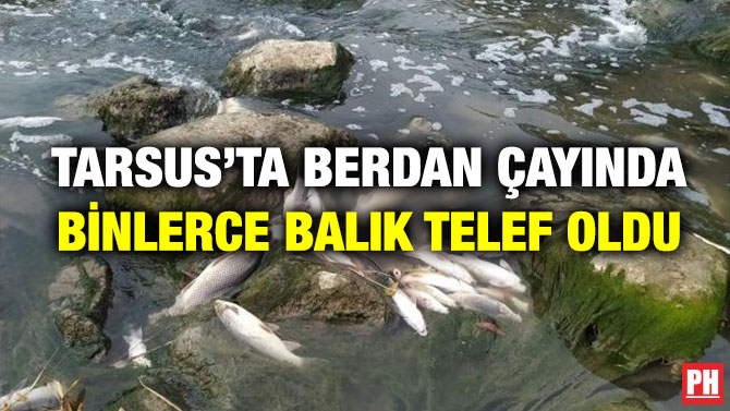 Tarsus’ta Berdan Çayında Binlerce Balık Telef Oldu