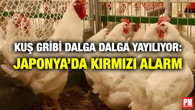 Kuş Gribi Yayılıyor: Japonya’da Kırmızı Alarm