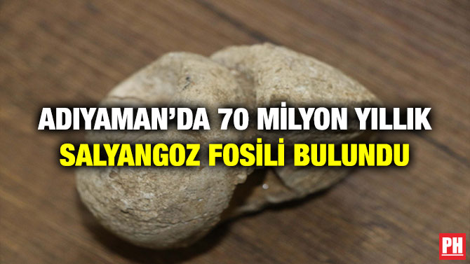 Adıyaman’da 70 Milyon Yıllık Salyangoz Fosili Bulundu
