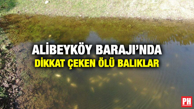 Alibeyköy Barajı’nda Dikkat Çeken Ölü Balıklar