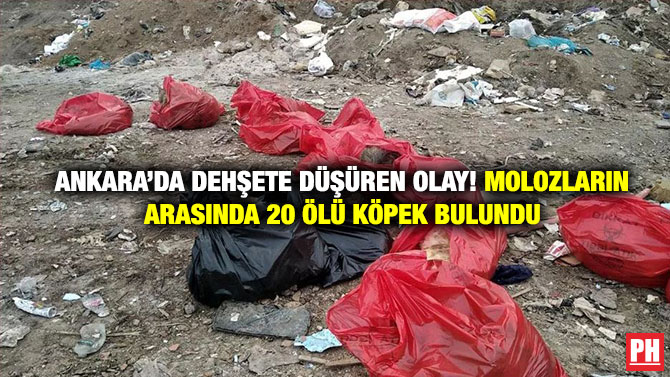 Ankara’da Dehşete düşüren Olay! Molozların Arasında 20 Ölü Köpek Bulundu