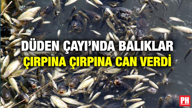 Düden Çayı’nda Balıklar Çırpına Çırpına Can Verdi