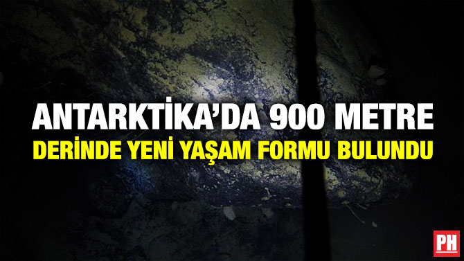 Antarktika’da 900 Metre Derinde Yeni Yaşam Formu Bulundu