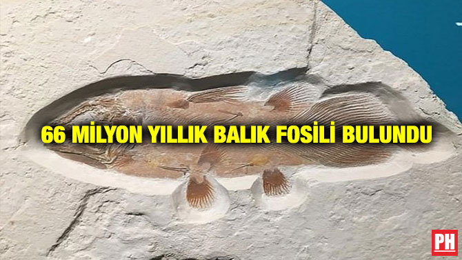 66 Milyon Yıllık Balık Fosili Bulundu