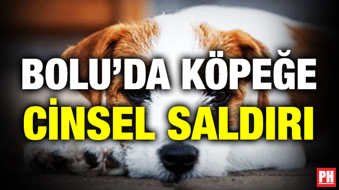 Bolu’da Köpeğe Cinsel Saldırı
