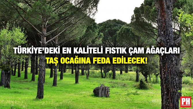 Bergama’da Türkiye’deki en Kaliteli Fıstık Çam Ağaçları Taş Ocağına Feda Edilecek!