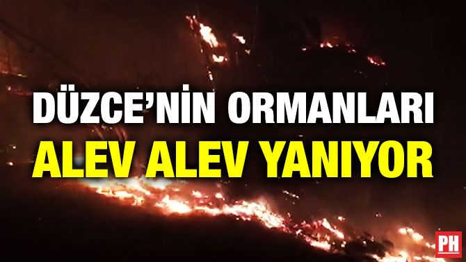 Düzce’nin Ormanları Alev Alev Yanıyor