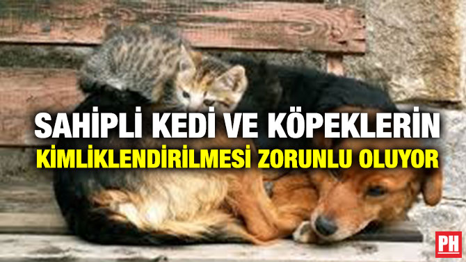Sahipli Kedi ve Köpeklerin Kimliklendirilmesi Zorunlu Oluyor