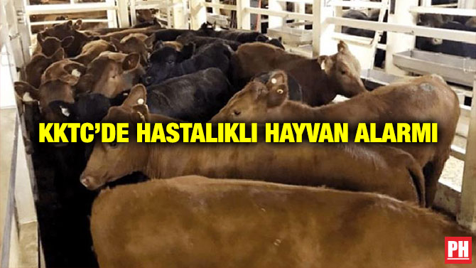 KKTC’de Hastalıklı Hayvan Alarmı