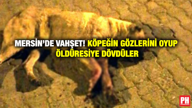 Mersin’de Vahşet! Köpeğin Gözlerini Oyup Öldüresiye Dövdüler