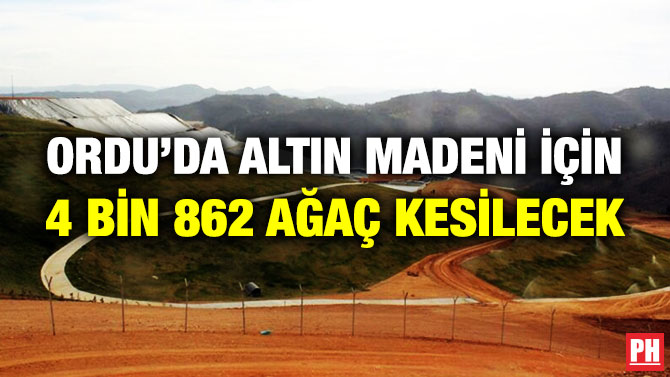 Ordu’da Altın Madeni için 4 Bin 862 Ağaç Kesilecek