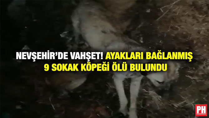 Nevşehir’de Vahşet! Ayakları Bağlanmış 9 Sokak Köpeği Ölü Bulundu