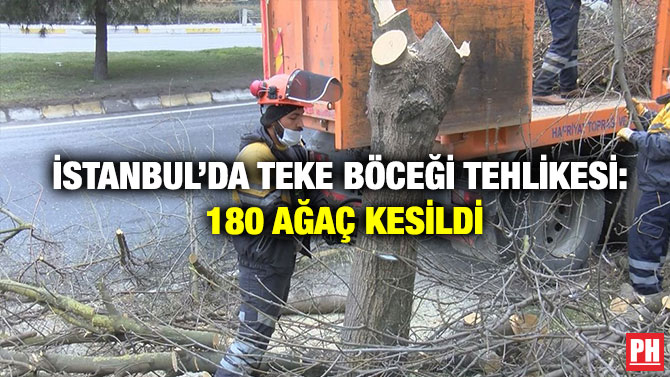 İstanbul’da Teke Böceği Tehlikesi: 180 Ağaç Kesildi