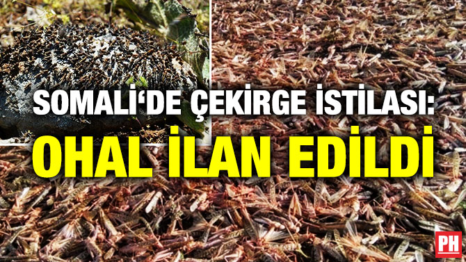 Somali’de Çekirge İstilası: OHAL İlan Edildi