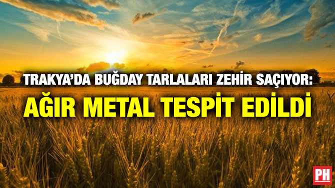 Trakya’da Buğday Tarlaları Zehir Saçıyor: Ağır Metal Tespit Edildi