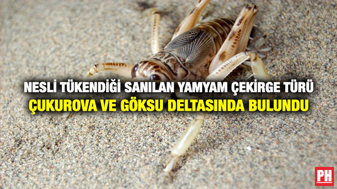 Nesli Tükendiği Sanılan Yamyam Çekirge Türü Çukurova ve Göksu Deltasında Bulundu