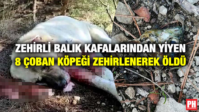 Zehirli Balık Kafalarından Yiyen 8 Çoban Köpeği Zehirlenerek Öldü