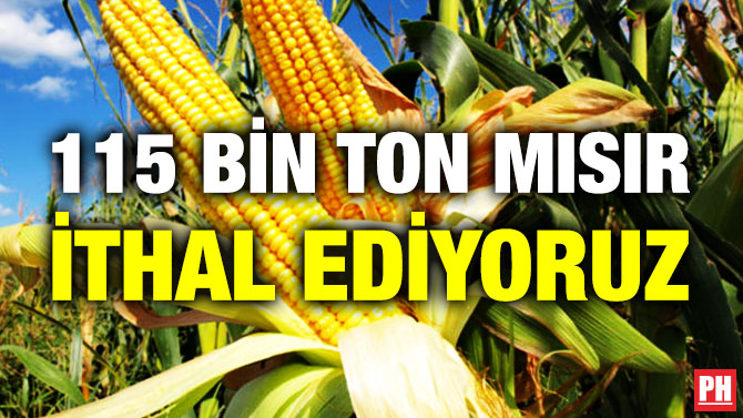 115 Bin Ton Mısır İthal Ediyoruz