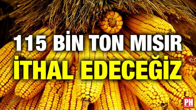 115 Bin Ton Mısır İthal Edeceğiz