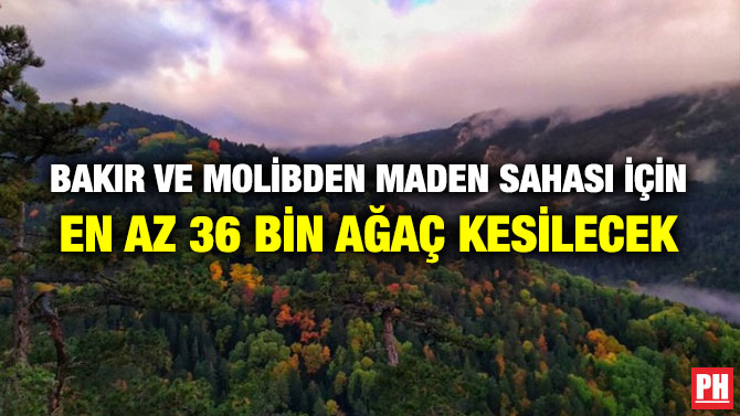 Bakır ve Molibden Maden Sahası İçin En Az 36 Bin Ağaç Kesilecek