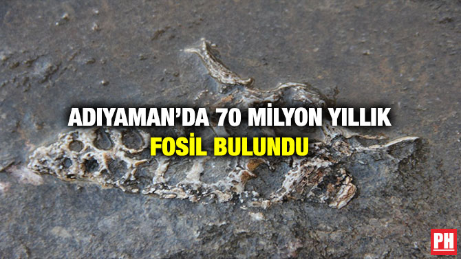 Adıyaman’da 70 milyon Yıllık Fosil Bulundu