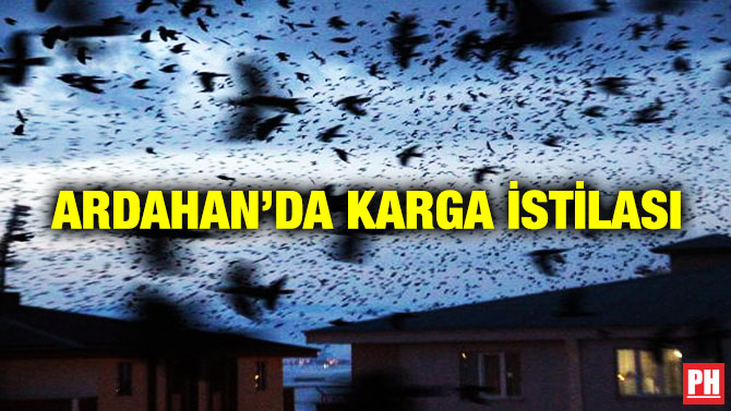 Ardahan’da Karga İstilası