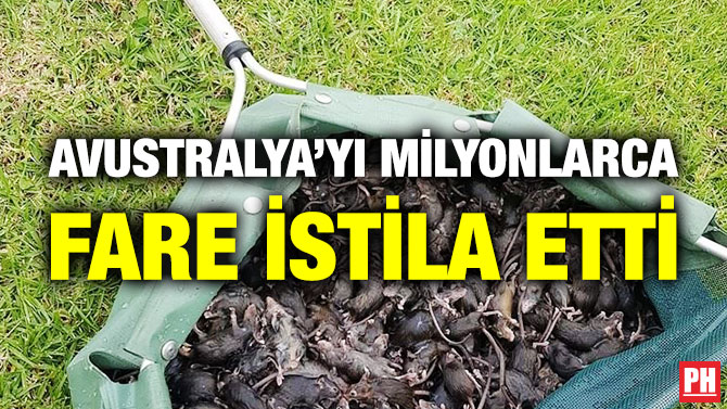 Avustralya’yı Milyonlarca Fare İstila Etti