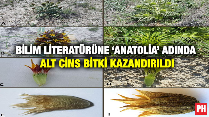 Bilim Literatürüne ‘Anatolia’ Adında Alt Cins Bitki Kazandırıldı
