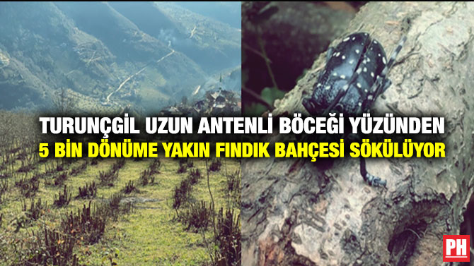 Turunçgil Uzun Antenli Böceği Yüzünden 5 Bin Dönüme Yakın Fındık Bahçesi Sökülüyor