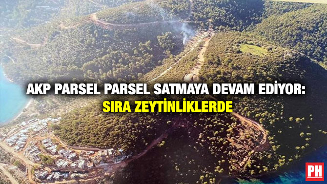 Akp Parsel Parsel Satmaya Devam Ediyor: Sıra Zeytinliklerde