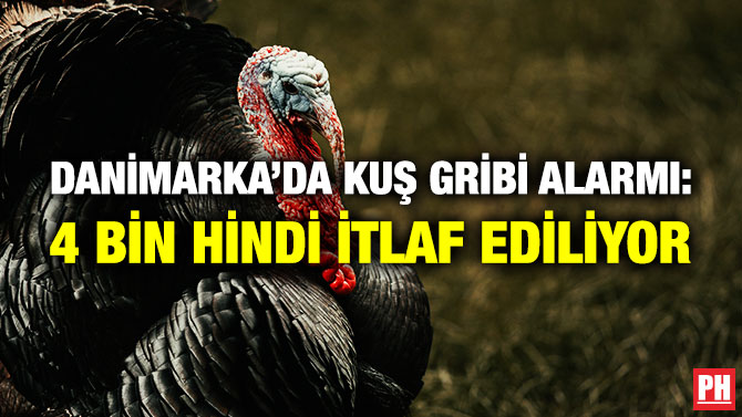 Danimarka’da Kuş Gribi Alarmı: 4 Bin Hindi İtlaf Ediliyor