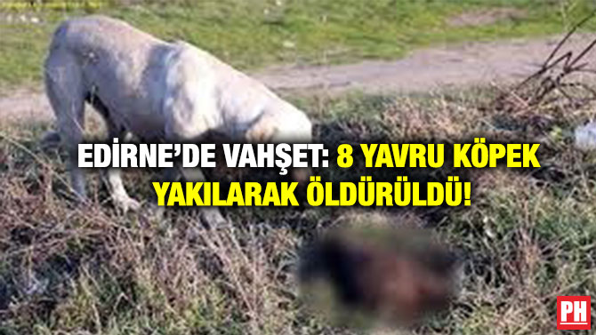 Edirne’de Vahşet: 8 Yavru Köpek Yakılarak Öldürüldü!