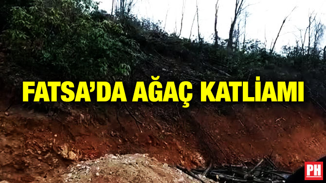 Fatsa’da Ağaç Katliamı