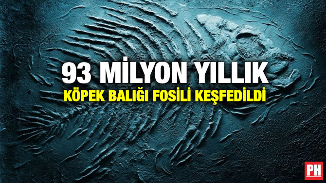 93 Milyon Yıllık Köpek Balığı Fosili Keşfedildi