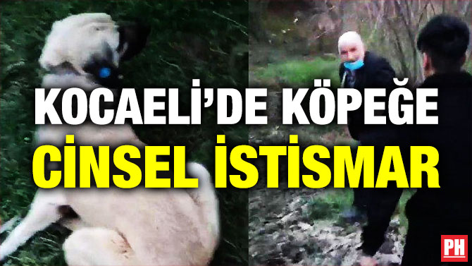 Kocaeli’de Köpeğe Cinsel İstismar