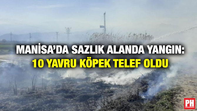 Manisa’da Sazlık Alanda Yangın: 10 Yavru Köpek Telef Oldu