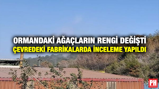Ormandaki Ağaçların Rengi Değişti Çevredeki Fabrikalarda İnceleme Yapıldı