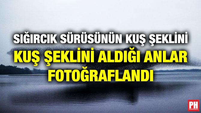 Sığırcık Sürüsünün Kuş Şeklini Aldığı Anlar Fotoğraflandı