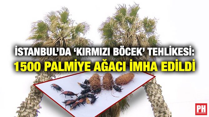İstanbul’da ‘Kırmızı Böcek’ Tehlikesi: 1500 Palmiye Ağacı İmha Edildi