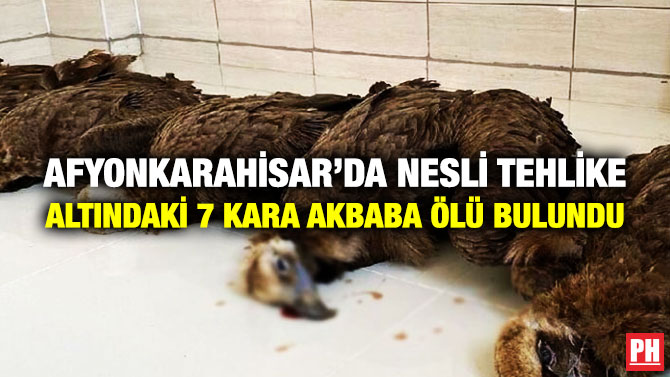 Afyonkarahisar’da Nesli Tehlike Altındaki 7 Kara Akbaba Ölü Bulundu