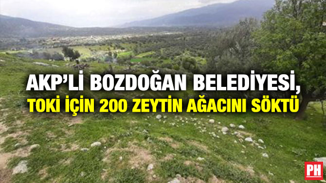 AKP’li Bozdoğan Belediyesi, TOKİ İçin 200 Zeytin Ağacını Söktü