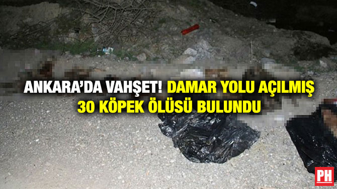 Ankara’da Vahşet! Damar Yolu Açılmış 30 Köpek Ölüsü Bulundu