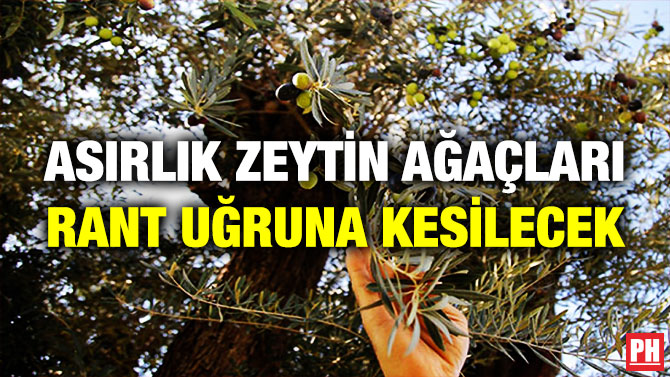 Asırlık Zeytin Ağaçları Rant Uğruna Kesilecek